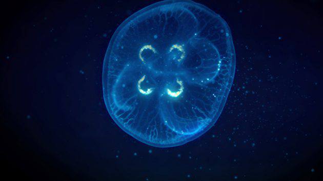 Jellyfish-ISUX_00263-S